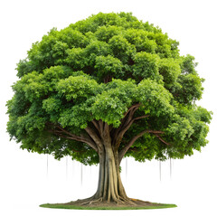 Banyan tree isolated on white background