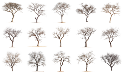 Collection of Artistic Bare Trees Isolated on White with Unique Shapes and Forms for Nature and Landscape Themes. Large Multiple Plant and Nature Collection Set Isolated on Transparent Background