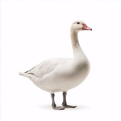 Obraz premium White Goose in Natural Habitat. Wildlife, Ornamental Bird Profile, Animal Portrait in Rural Scenery