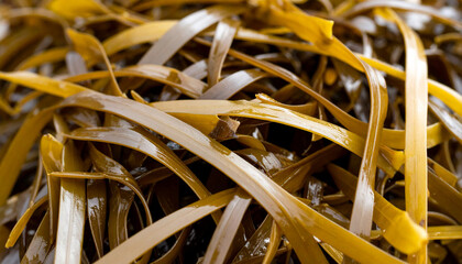 Close-up of Textured Seaweed Natural Patterns