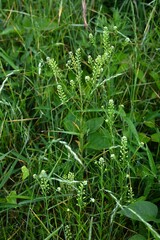 Wild pepper-grass (Lepidium virginicum) flowers.
Brassicaceae biennial plants. Green-white flowers bloom in spike-shaped inflorescences in early summer.