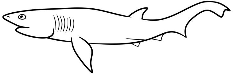 Sharpnose Sevengill Shark Vector Outline Line Art Drawing
