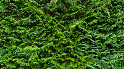 Tokyo, Japan, close-up view of dense thuja thickets, without people, at daytime