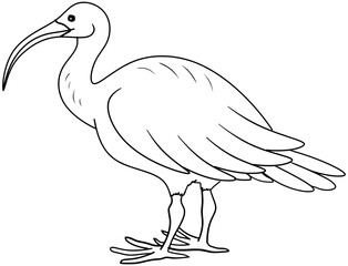 Fototapeta premium Scarlet Ibis Bird Vector Outline Line Art Drawing
