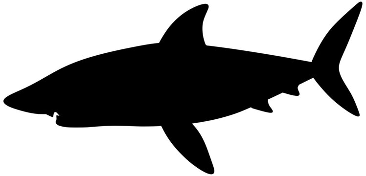 Shortfin Mako Shark Silhouette Vector Shadow Illustration