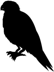 Prikichi Parakeet Silhouette Vector Shadow Illustration