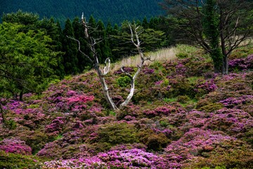 万年山のミヤマキリシマ