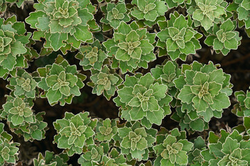 Tokyo, Japan - Sep 30 2024, A close-up view of the leaves of the Ayania plant from above, at daytime, Tokyo, Japan