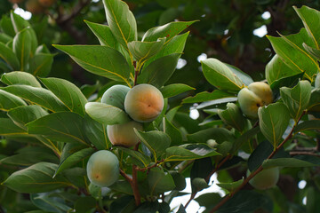 Tokyo, Japan - Sep 30 2024, close up view of the foliage of a tree with an unripe persimmon, at daytime, Tokyo, Japan