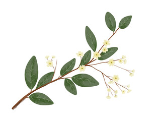 branch with green leaves