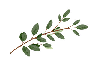branch with green leaves