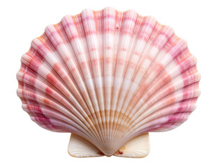 Fototapeta premium Flat Fan-Shaped Scallop Shell with Pink Gradient, Top View, isolated on transparent background