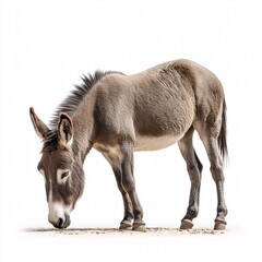 Cute Gray Donkey Grazing in Pasture - Domestic Farm Animal Feeding on Green Grass