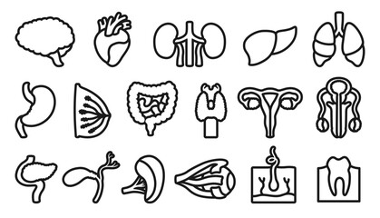 Human organs sign set. Linear symbol lung, brain, heart, liver stomach, chest intestines, reproductive system female male, skin hair tooth eye, body elements collection. Vector illustration icon set