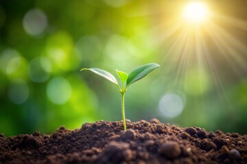 Tiny sprout emerging from soil bathed in warm sunlight symbolizing new beginnings and natural growth