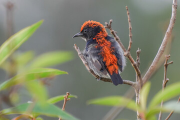 A juvenile crimson sunbird. Photographed in the western part of Singapore.