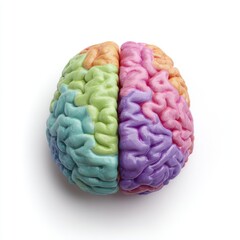 A pastel-colored model of a human brain, divided into sections, is shown against a white background.  The model is detailed and realistically shaped