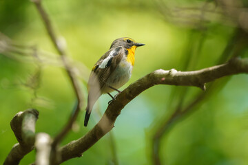 北海道の野鳥