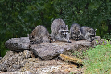 A sow raccoon with her litter of kits.