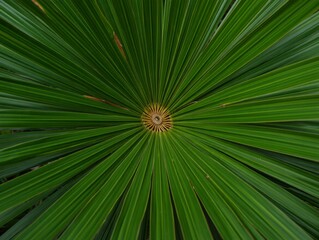 Obraz premium Close Up of a Vibrant Green Palm Leaf Radiating from a Central Point in Nature
