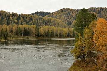 Yellowed birches on the high bank of a wide, turbulent river flowing surrounded by a mountain range on a cloudy autumn day.