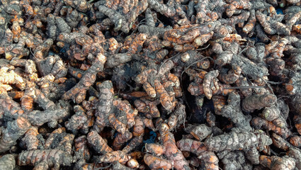 Turmeric is a spice originating from Indonesia which is used as a cooking spice and also as a traditional medicine.