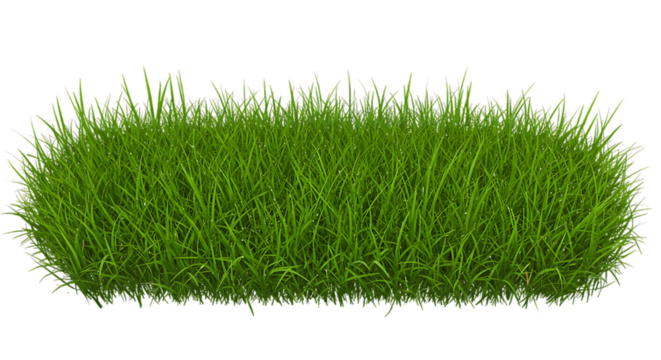 Fresh, vibrant green grass, ideal for various nature and landscape themes.