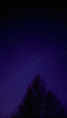 Naklejka premium A dark silhouette of a tree against a vibrant night sky filled with twinkling stars and deep blue hues