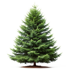 Fototapeta premium Spruce tree isolated on white background