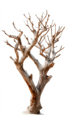 Fototapeta premium Isolated Curved Tree and Branches: Organic Nature Pattern in Tranquil Scenic Landscape