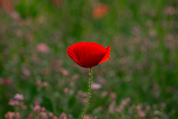 red poppy flower