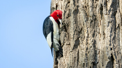 Red-Headed Woodpecker