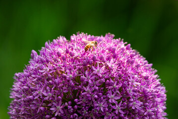 bee on shallot flower