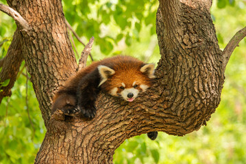 red panda in tree