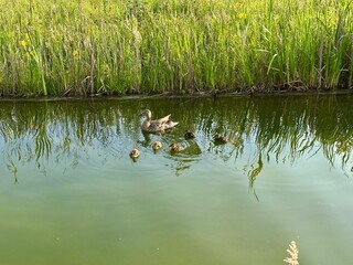 A mother duck swimming in a calm park pond with her tiny ducklings closely following. A heartwarming scene of wildlife and parental care in nature