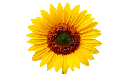 Naklejka premium Yellow Sunflower Head