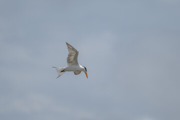 Diving tern - Aruba