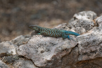 Blue lizard Aruba