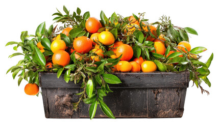 Overflowing wooden crate filled with vibrant tangerines and lush green leaves, creating a colorful display on a transparent background, ideal for food and market designs