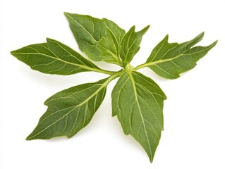 Obraz premium Fresh green basil leaves culinary herb aromatic ingredient