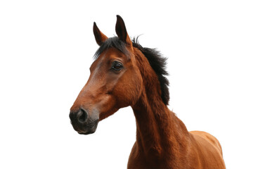 Naklejka premium [Transparent Background PNG]Close up of a beautiful brown horses head in a misty outdoor setting