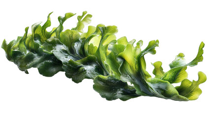 [Transparent Background PNG]Close Up Fresh Green Seaweed