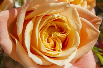 rose