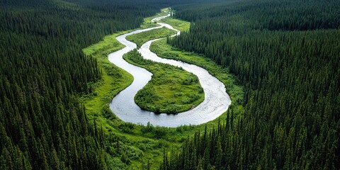 Aerial view of a meandering forest river surrounded by dense evergreen trees