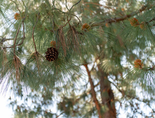 pine cones on a branch