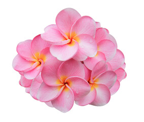 Plumeria or Frangipani or Temple tree flower. Close up pink-yellow frangipani flowers bouquet isolated on transparent background.	