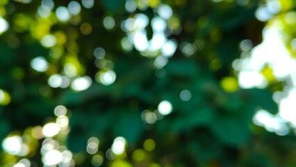 Blurred nature wallpaper. Forest background is acceptable. An out of focus green background is...