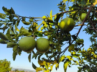 Close-up shot of green grapefruit hanging on a tree branch. Perfect for a farming concept.