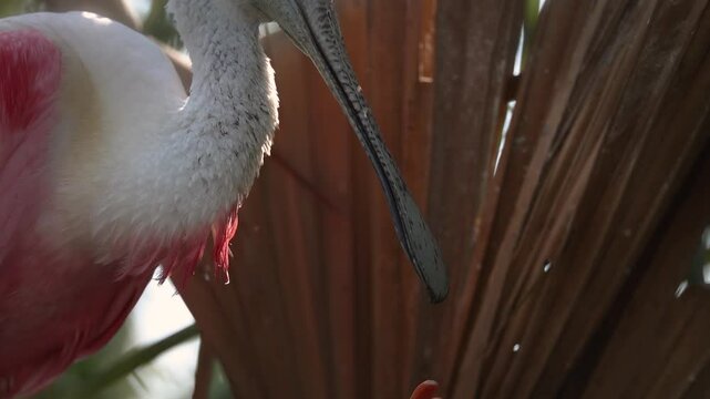 Roseate spoonbills nesting in Florida 