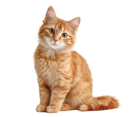 [Transparent Background PNG]Adorable ginger kitten portrait against white background
